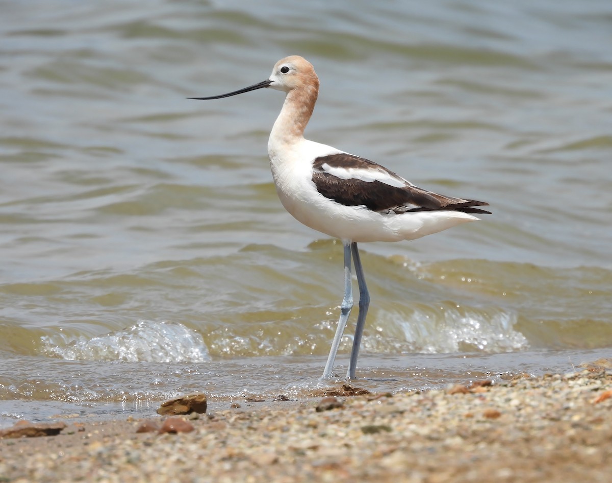 American Avocet - ML639483282