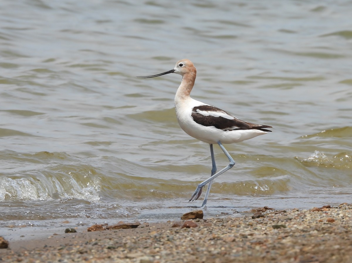 American Avocet - ML639483295