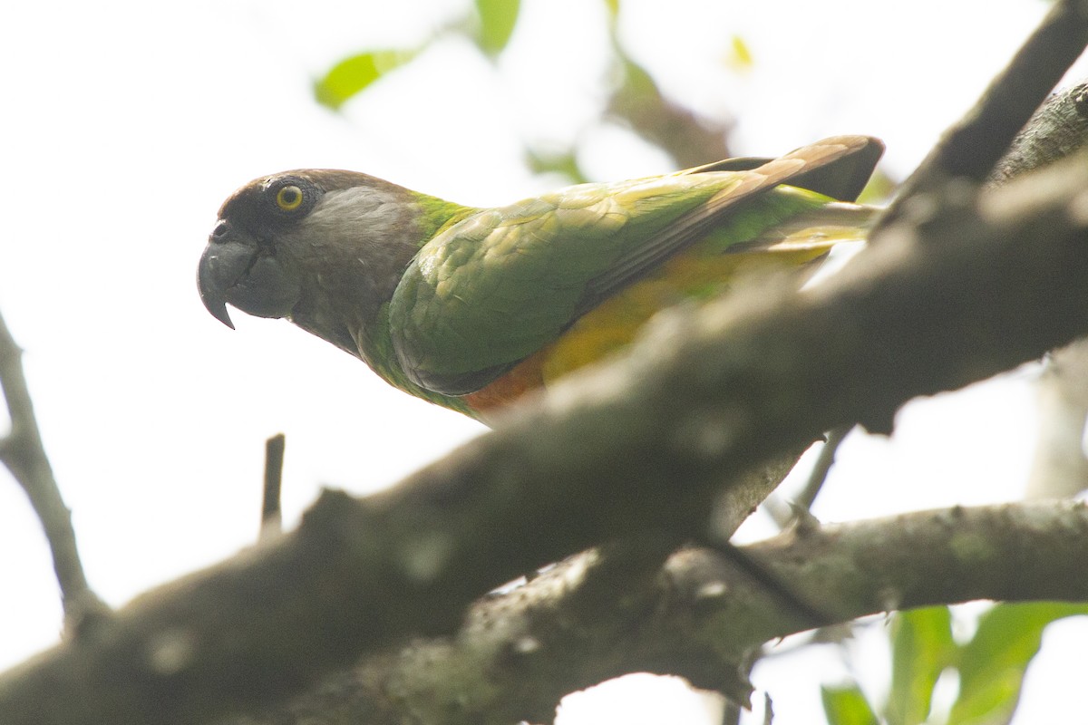Senegal Parrot - ML639483299