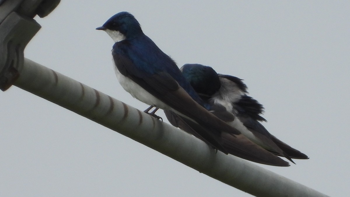 Tree Swallow - ML639483335