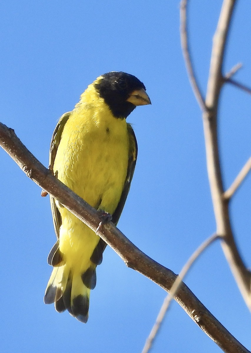 Antillean Siskin - ML639483383