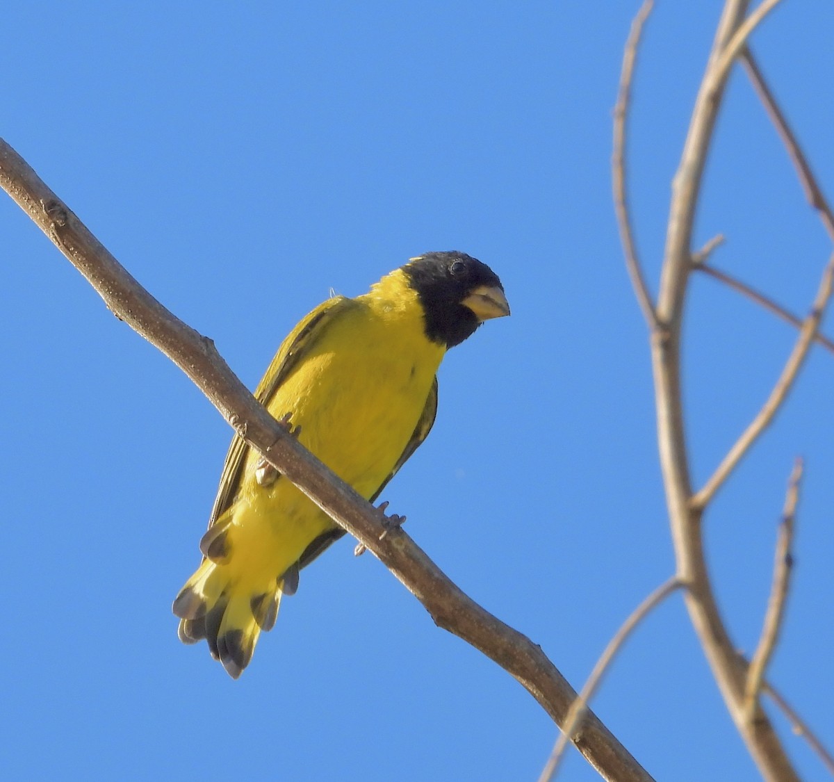 Antillean Siskin - ML639483384