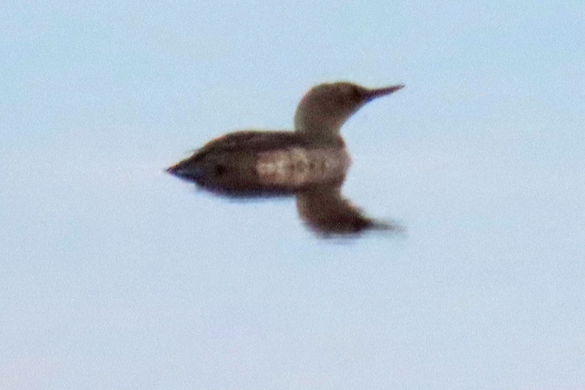 Red-throated Loon - ML639483392