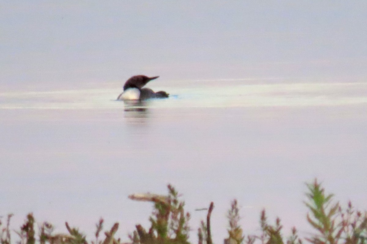 Red-throated Loon - ML639483393