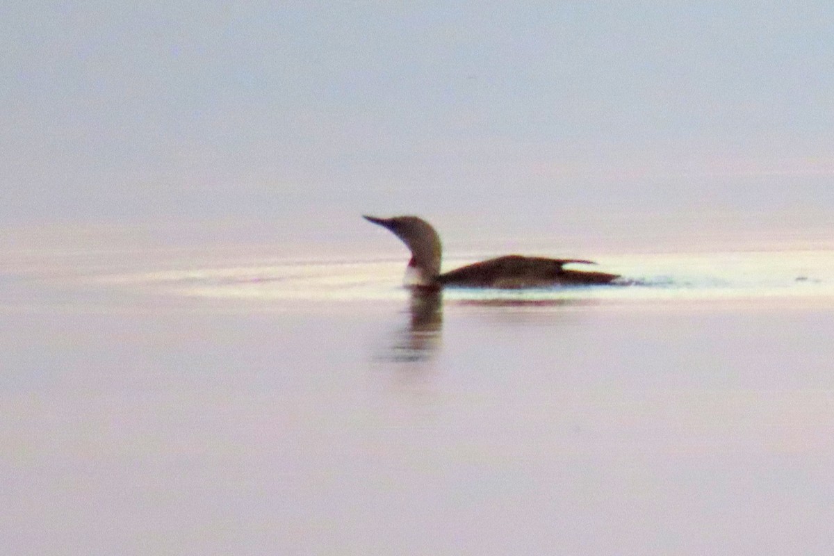 Red-throated Loon - ML639483394