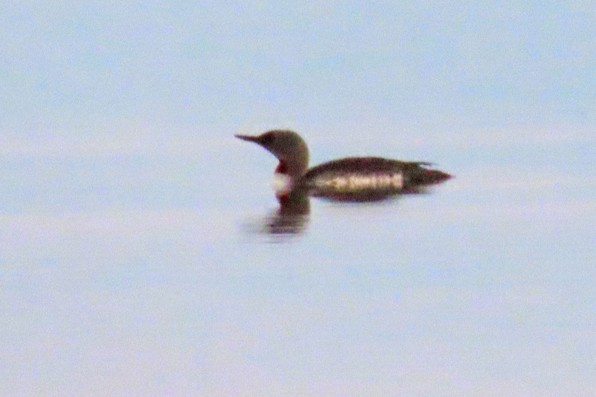 Red-throated Loon - ML639483395