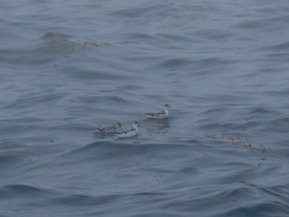 Red-necked Phalarope - Marjorie Watson