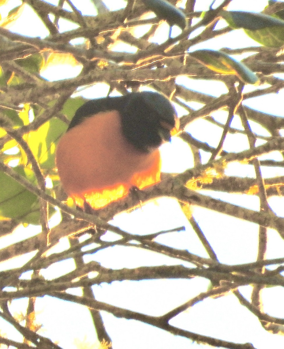 Hispaniolan Euphonia - ML639483567