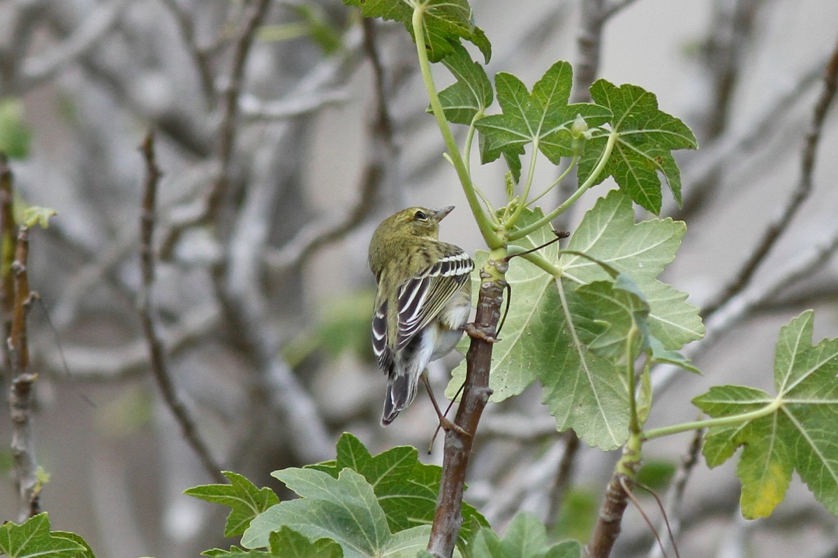 Blackpoll Warbler - ML639483711