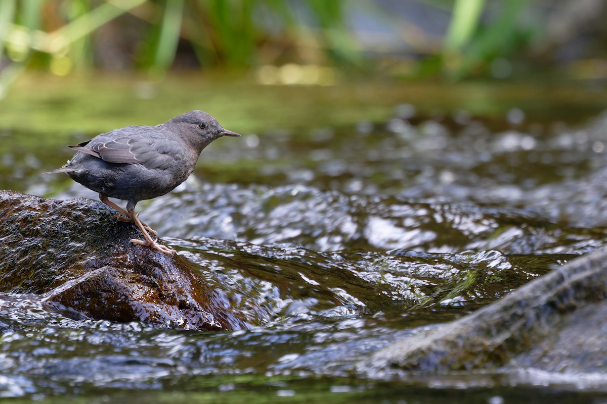 American Dipper - ML639483737