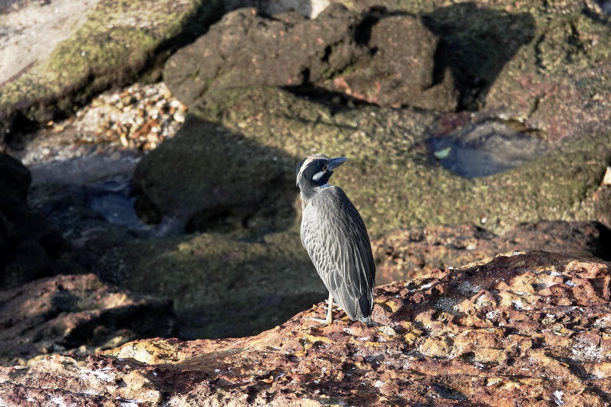 Yellow-crowned Night Heron - ML639483758