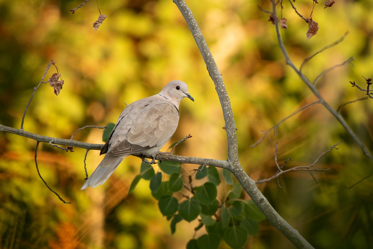 Eurasian Collared-Dove - ML639483771