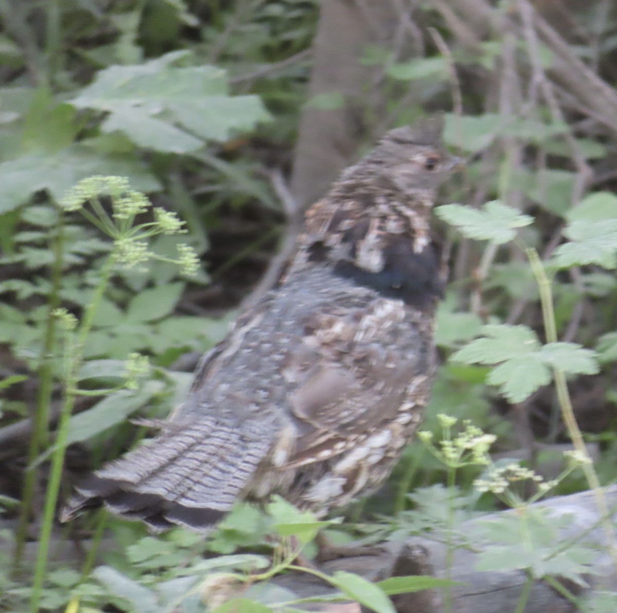 Ruffed Grouse - ML639483773