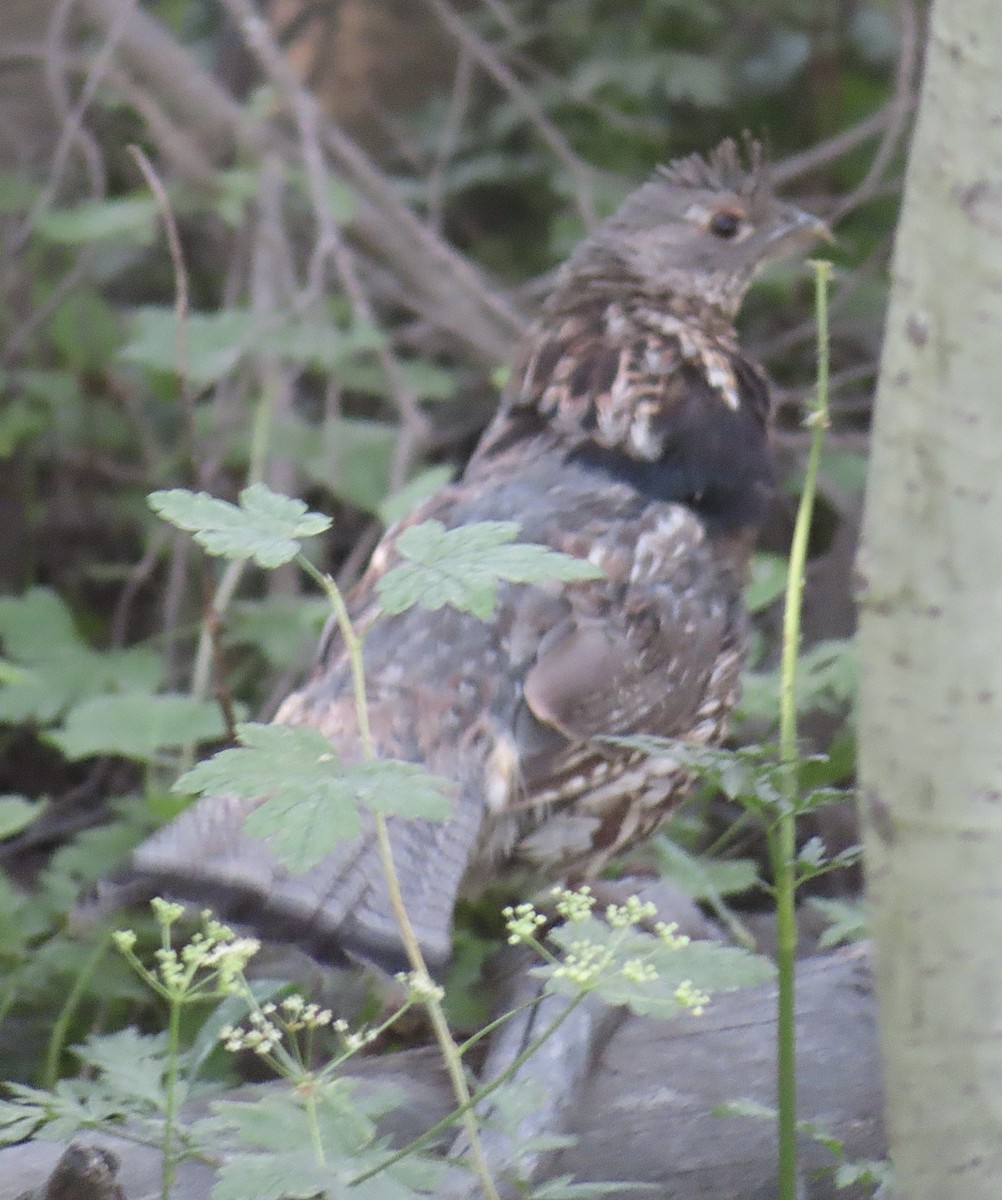 Ruffed Grouse - ML639483774