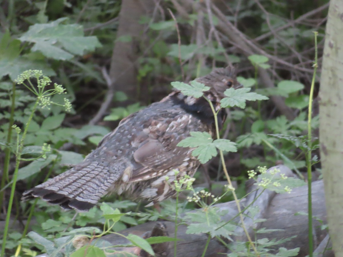 Ruffed Grouse - ML639483775
