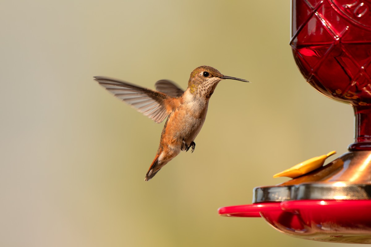 Rufous Hummingbird - ML639483785