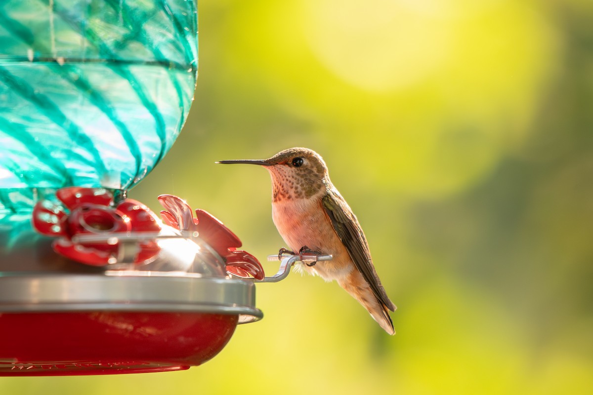 Rufous Hummingbird - ML639483786