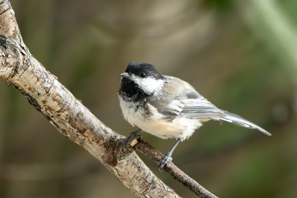 Black-capped Chickadee - ML639483818
