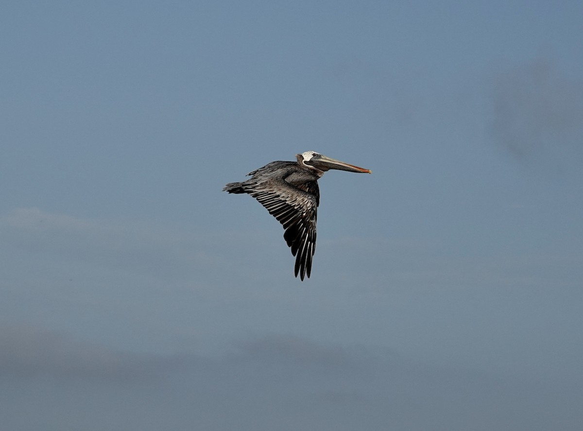 Brown Pelican - ML639483819