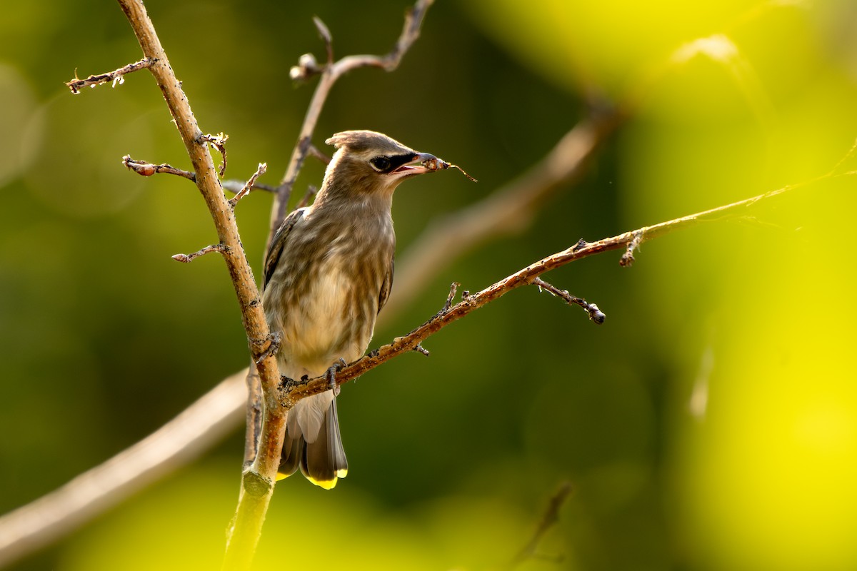 Cedar Waxwing - ML639483849