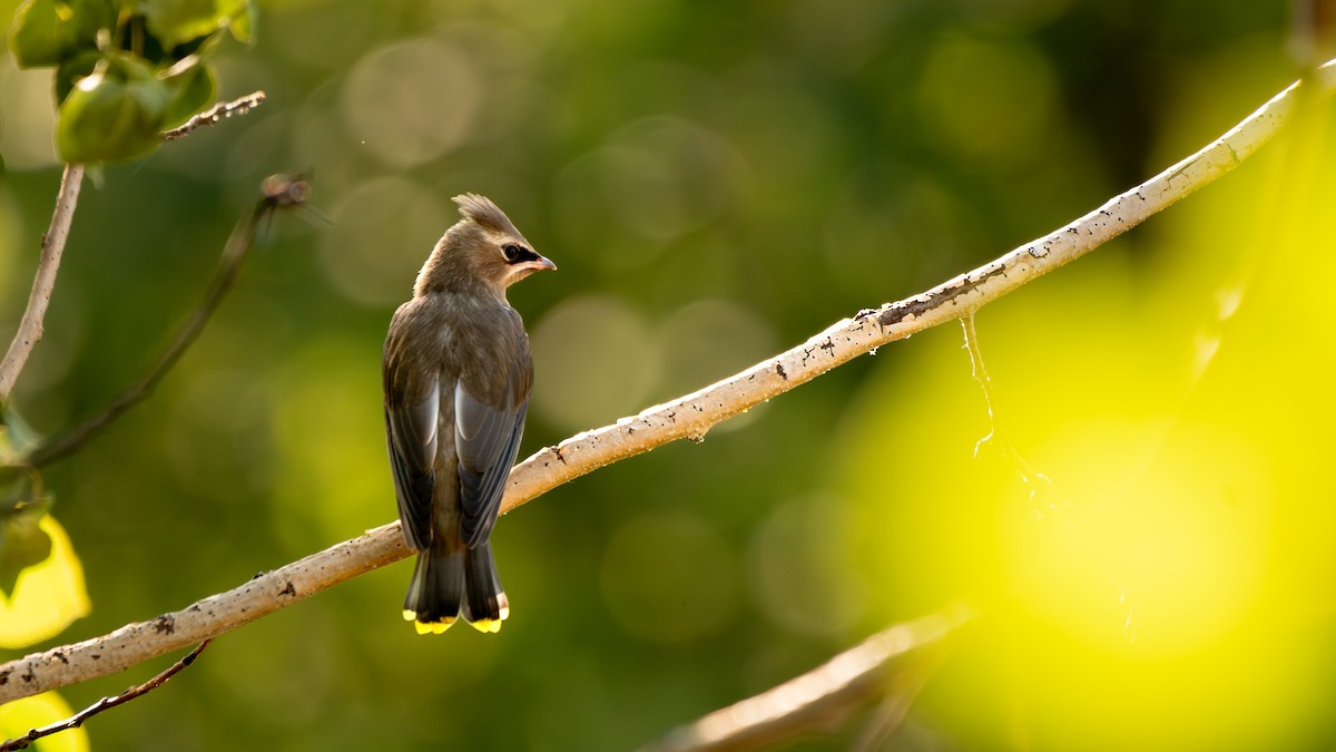 Cedar Waxwing - ML639483850