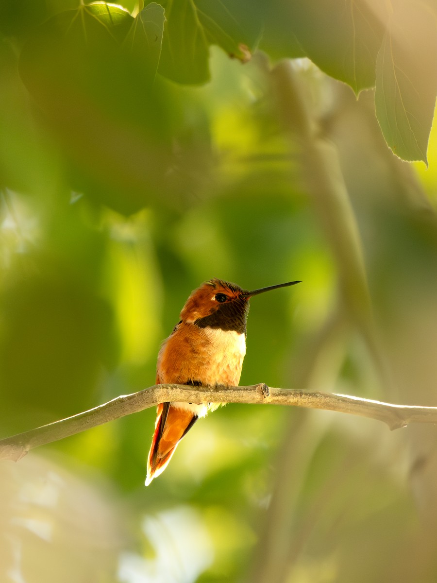 Rufous Hummingbird - ML639483858