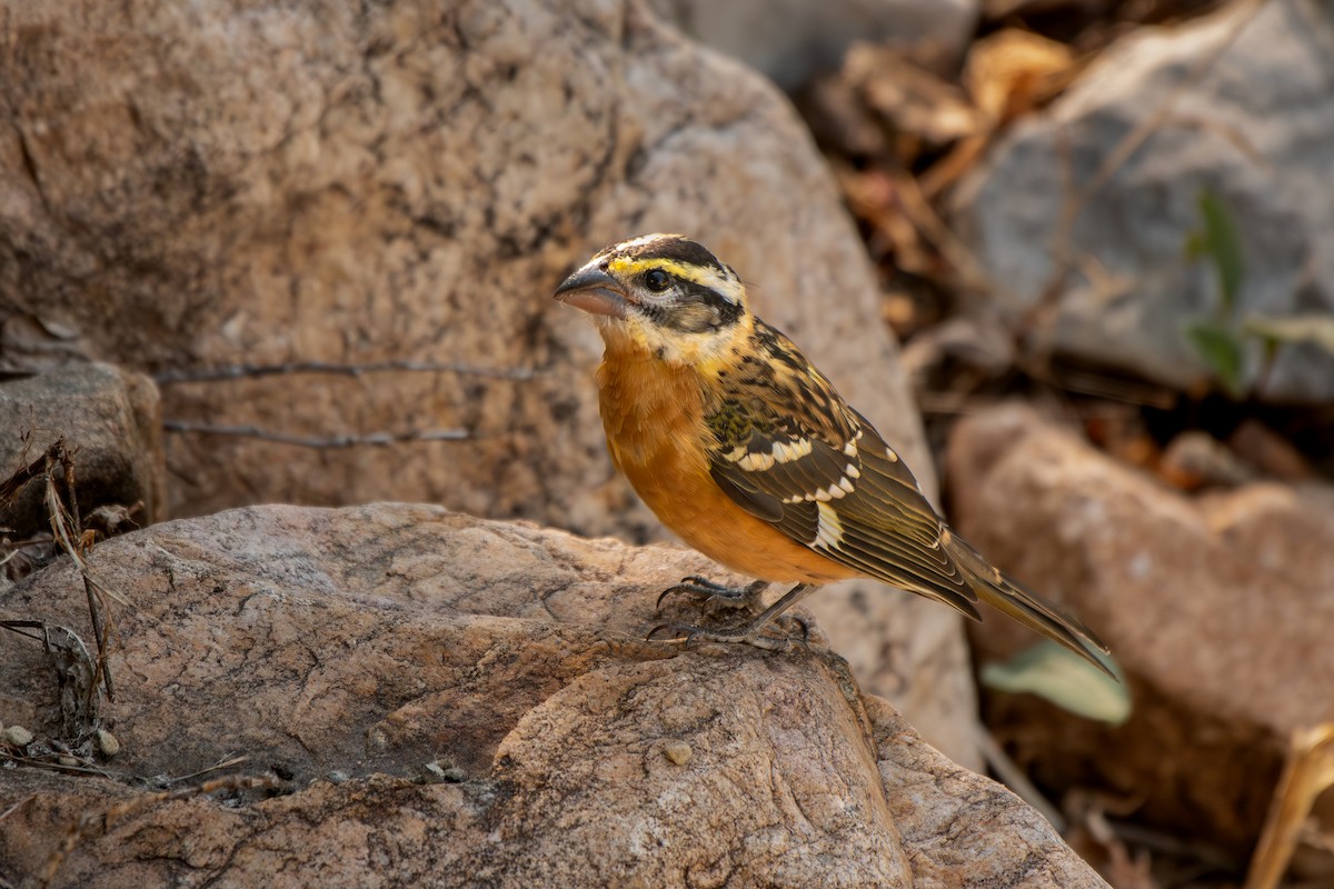Black-headed Grosbeak - ML639483877