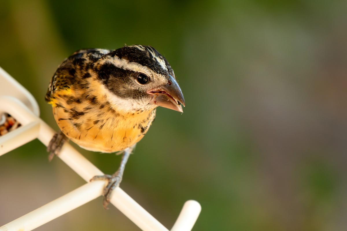 Black-headed Grosbeak - ML639483879