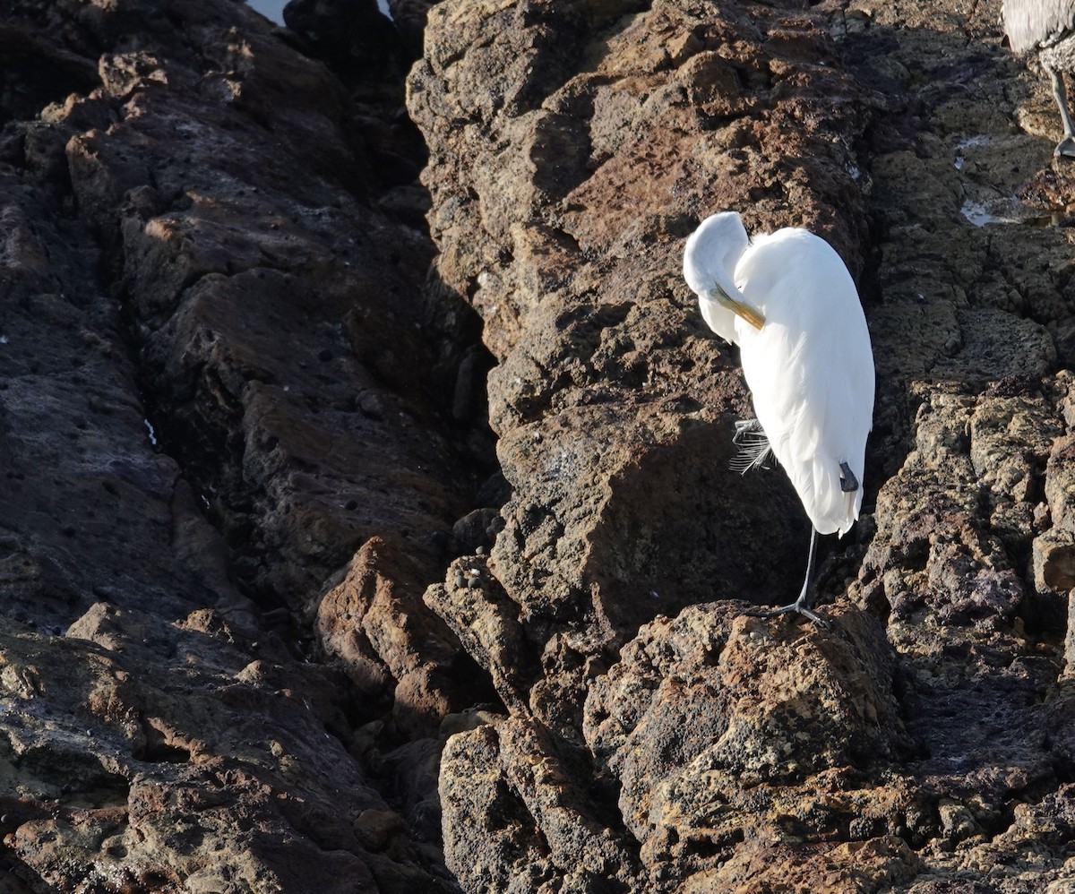 Great Egret - ML639483915