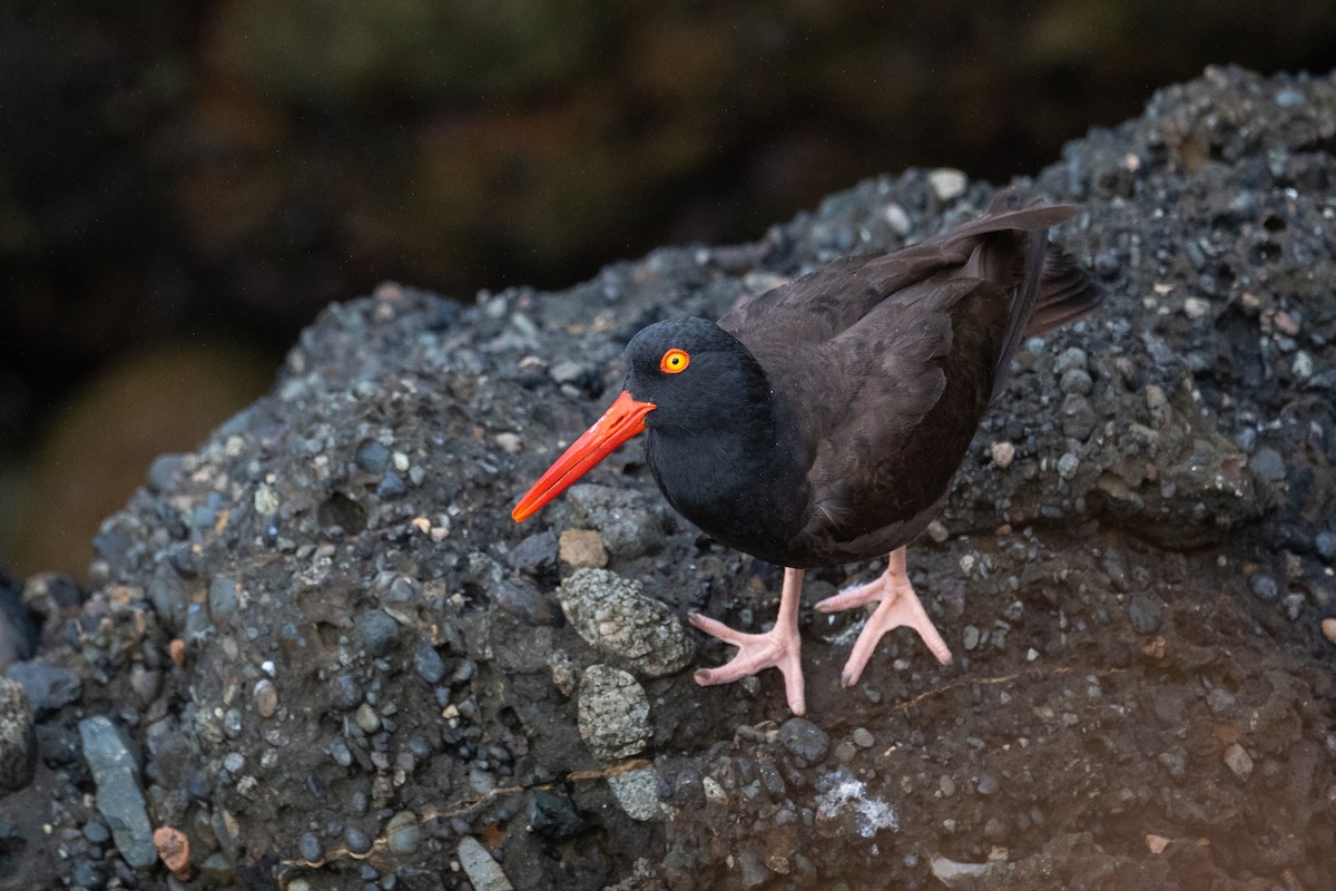 Klippenausternfischer - ML639483989