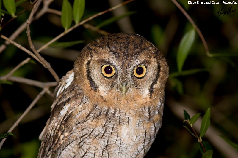 Tropical Screech-Owl - ML639483998