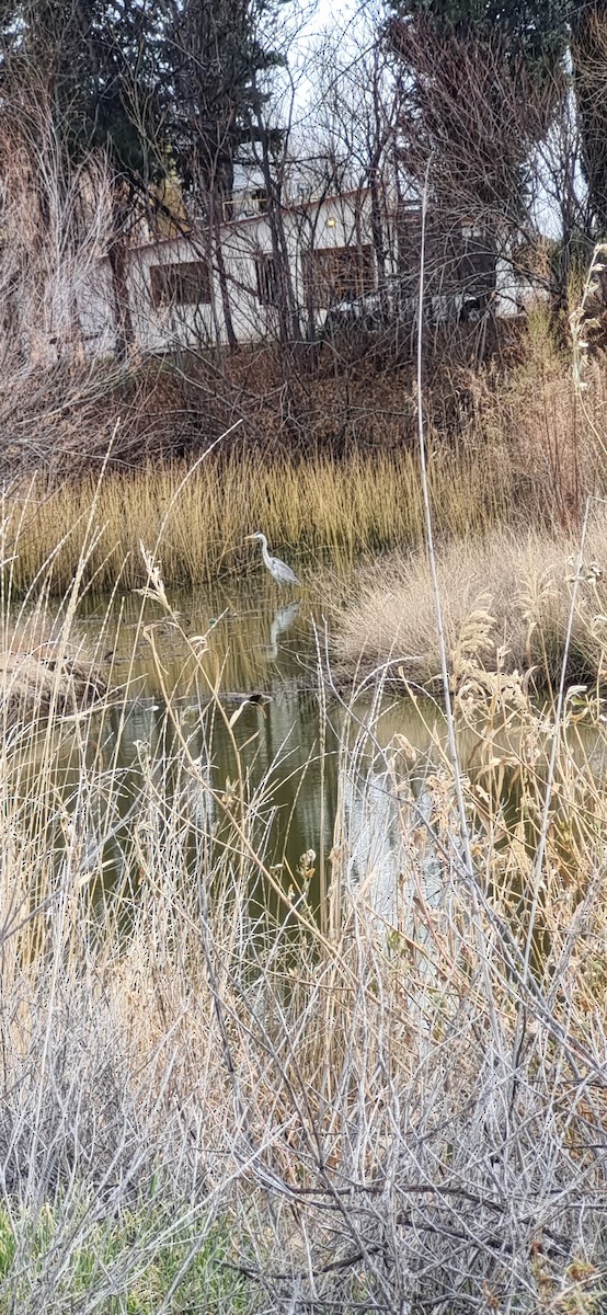 Cocoi Heron - ML639484095