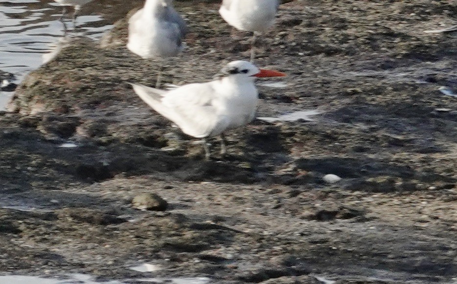 Royal Tern - ML639484118