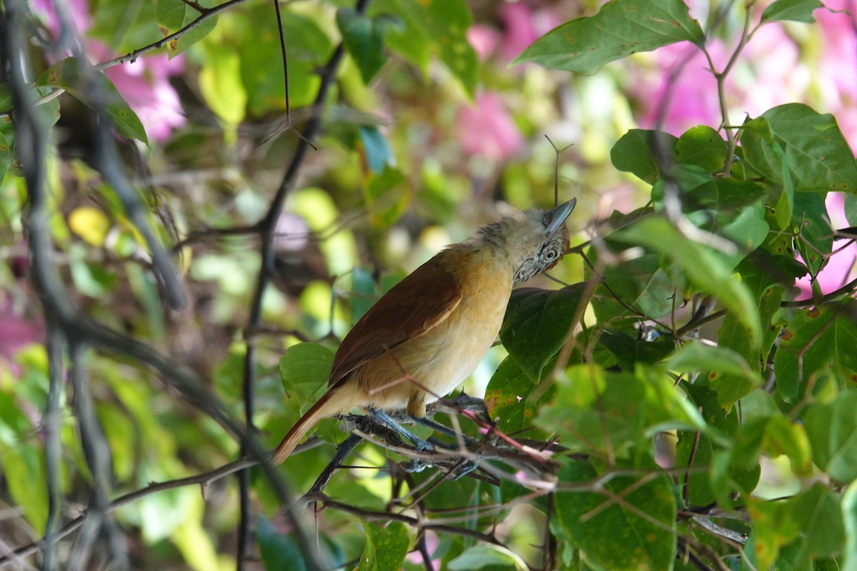 Barred Antshrike - ML639484215