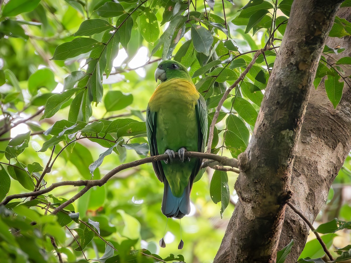Yellow-breasted Racquet-tail - ML639484230