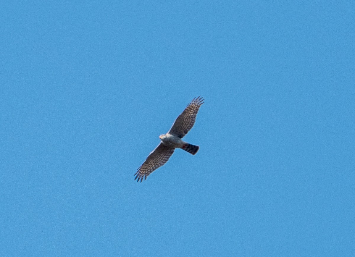 Ovambo Sparrowhawk - ML639484242
