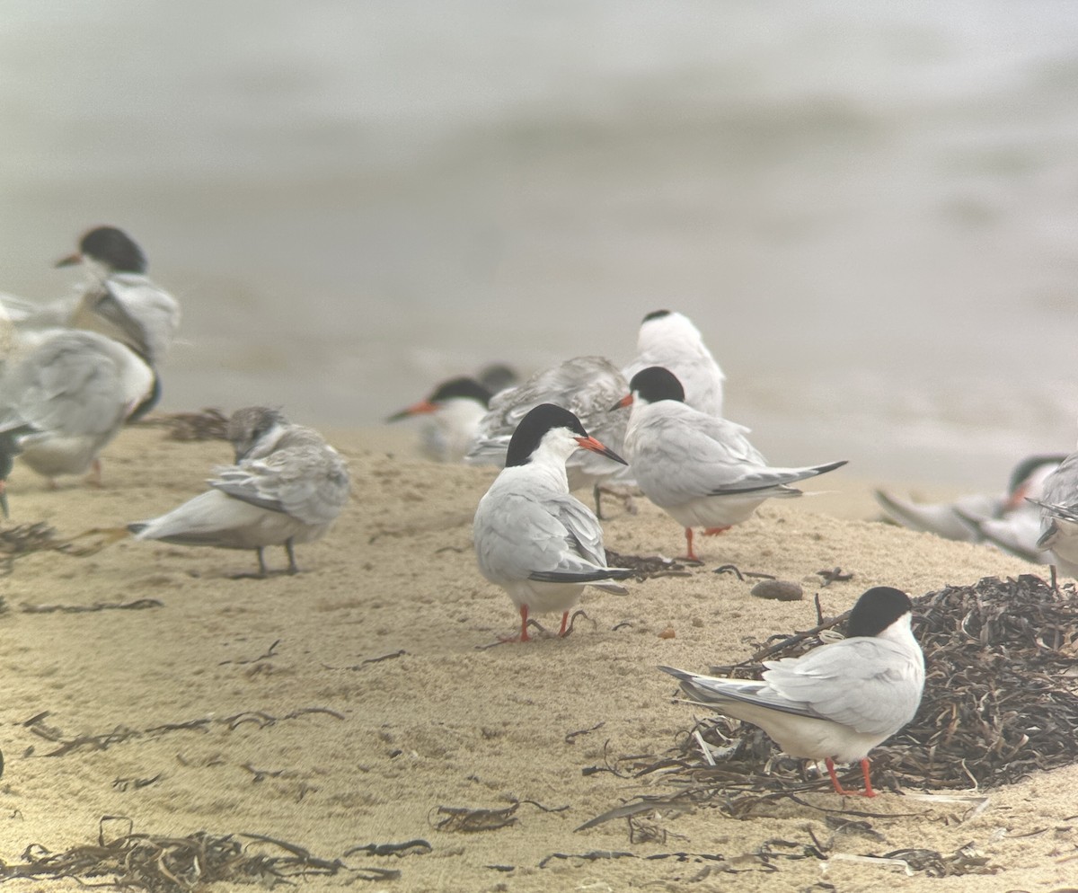 Эгэл хараалай - ML639484257