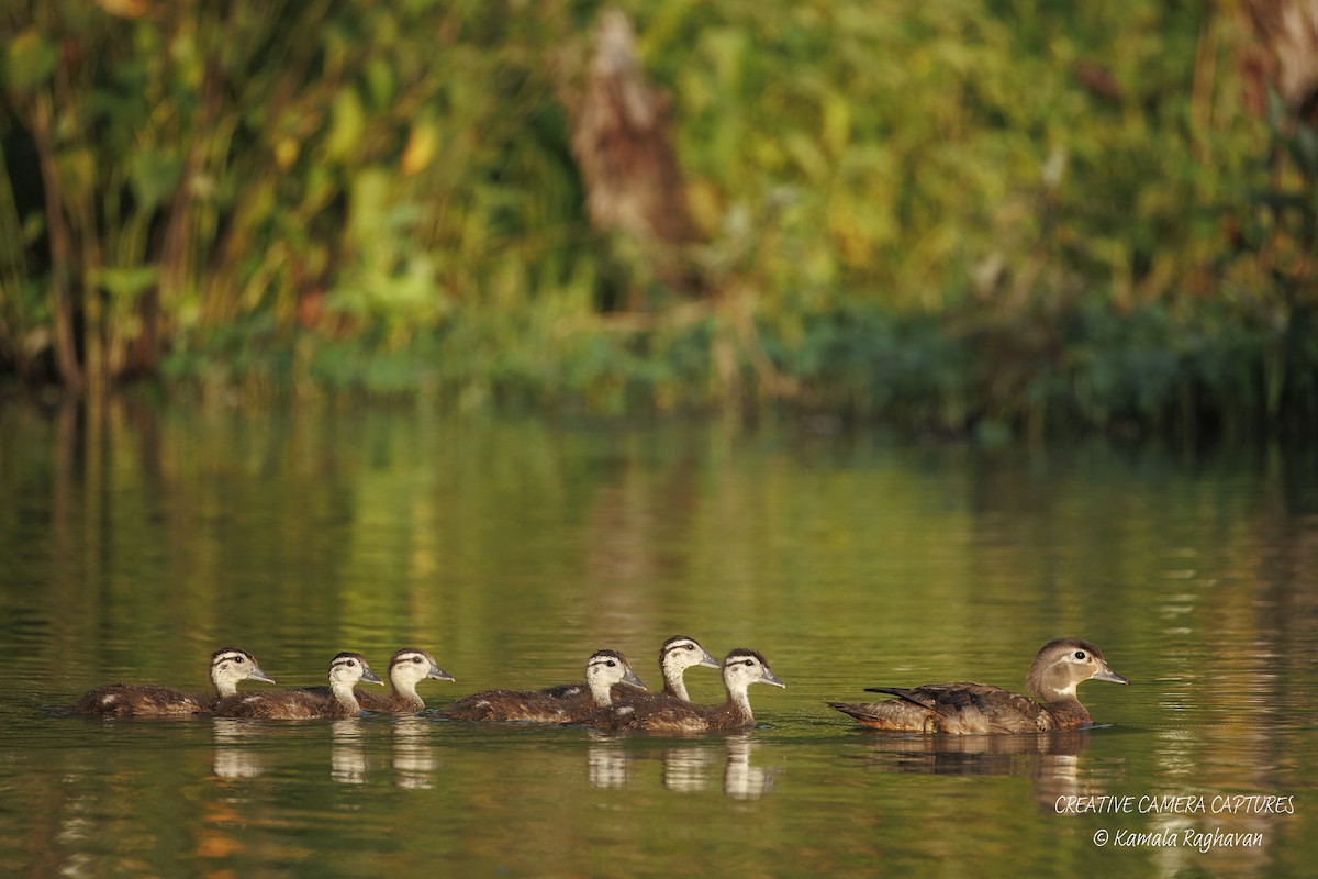 Wood Duck - ML639484285