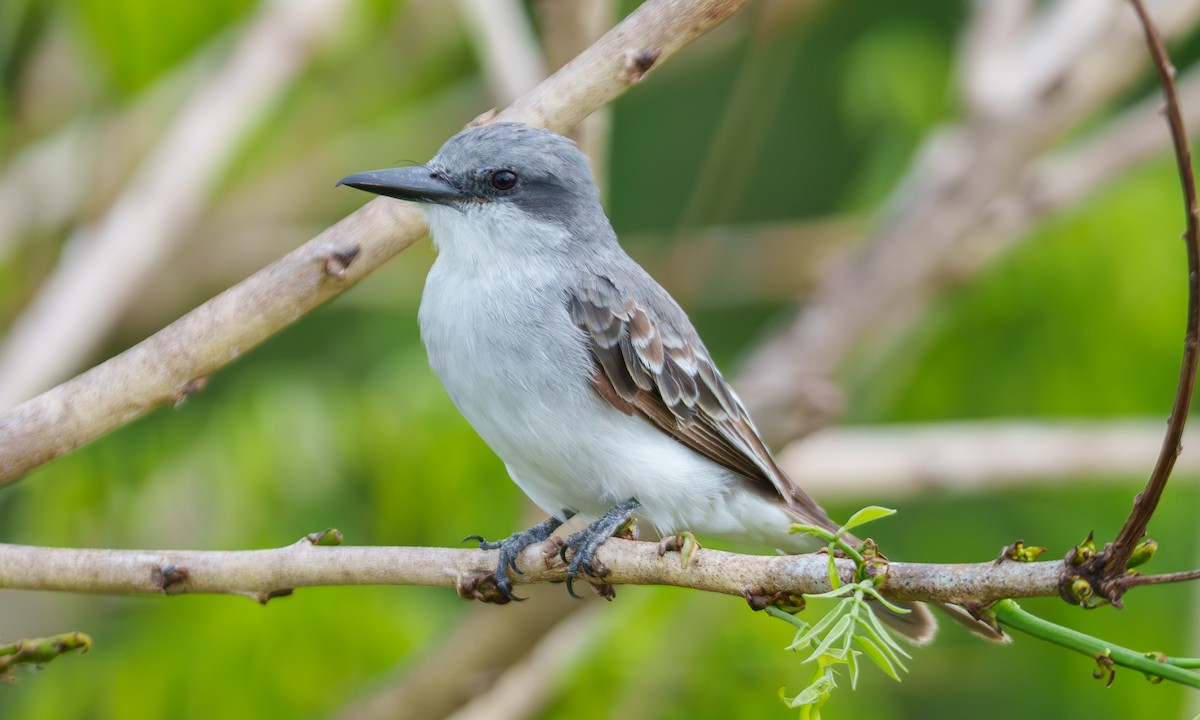 Gray Kingbird - ML639484297