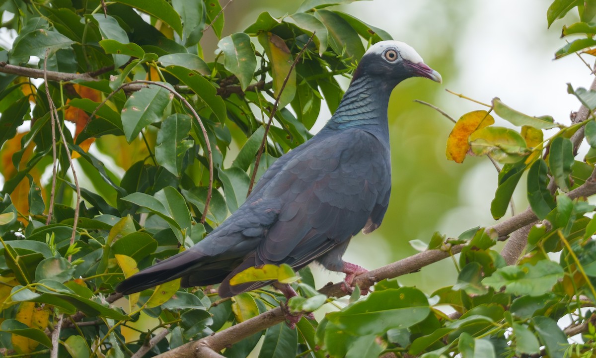 White-crowned Pigeon - ML639484388