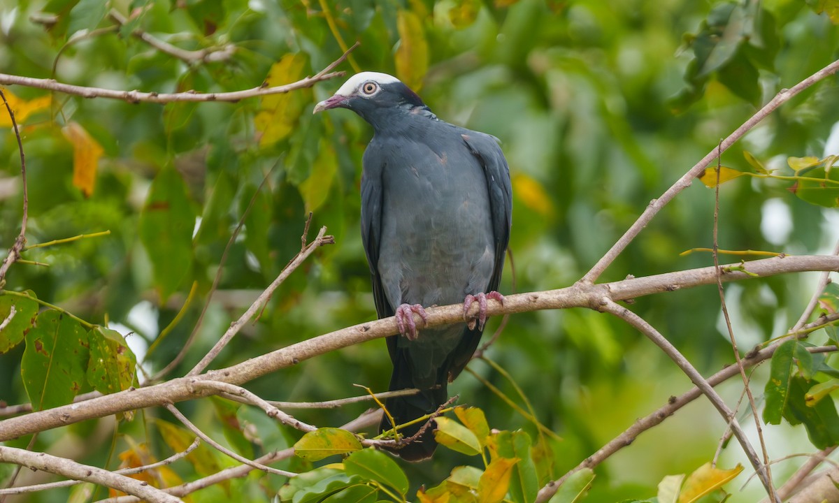 White-crowned Pigeon - ML639484452