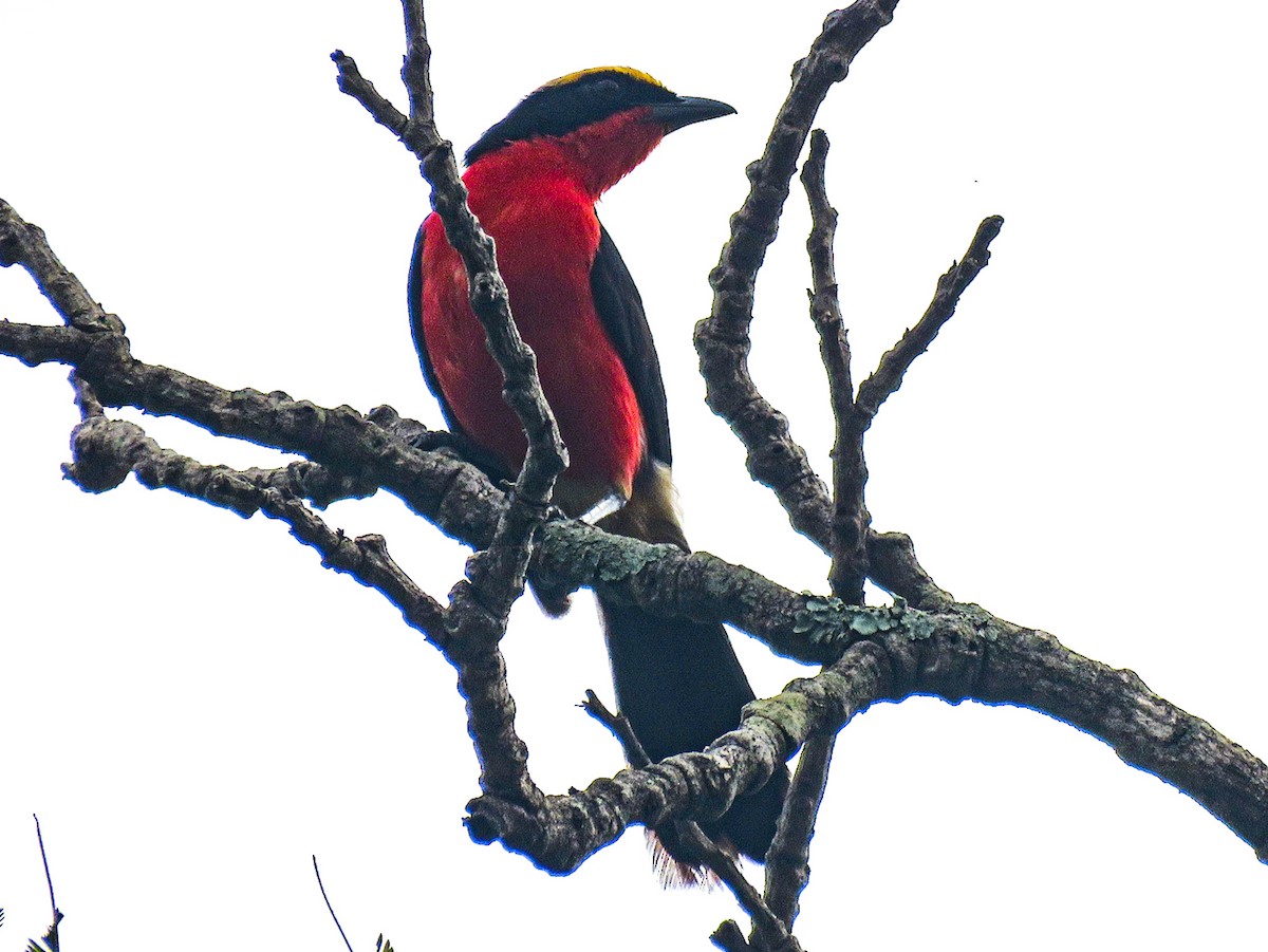 Yellow-crowned Gonolek - ML639484475
