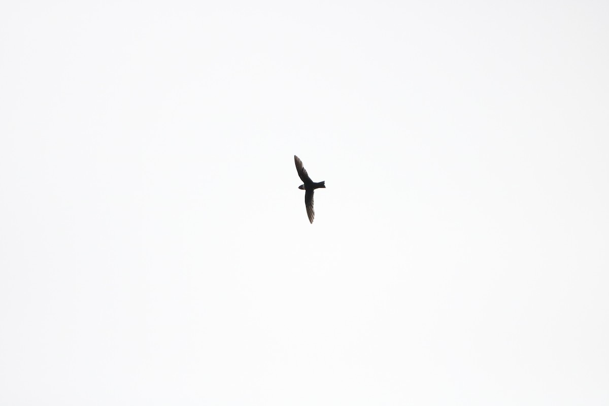 White-collared Swift - ML639484519