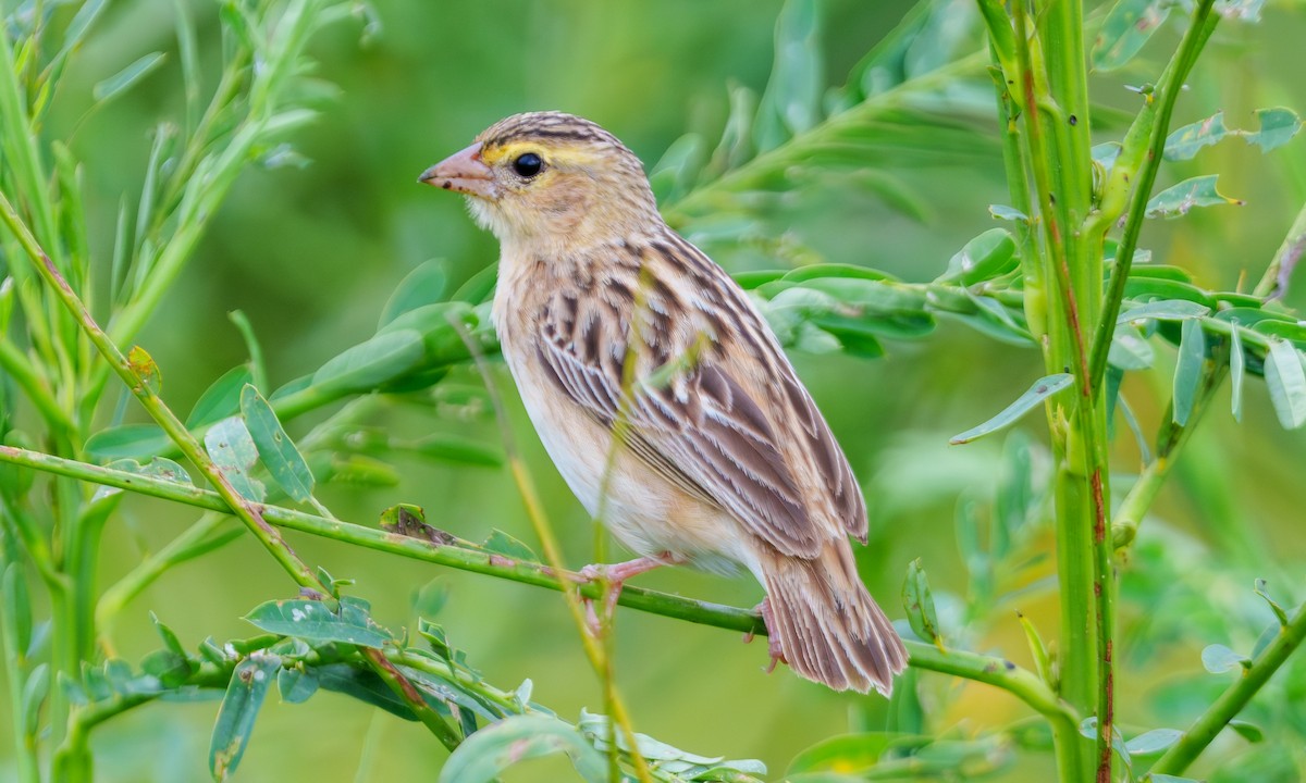 Northern Red Bishop - ML639484539