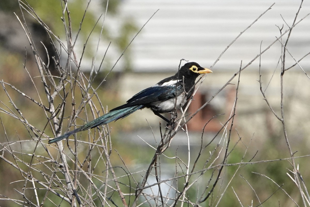 straka žlutozobá - ML639484562