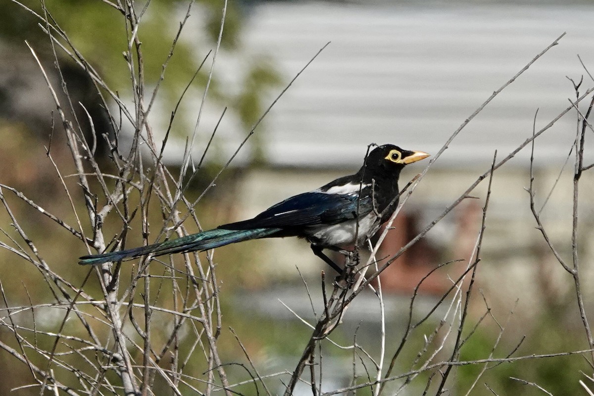 straka žlutozobá - ML639484563