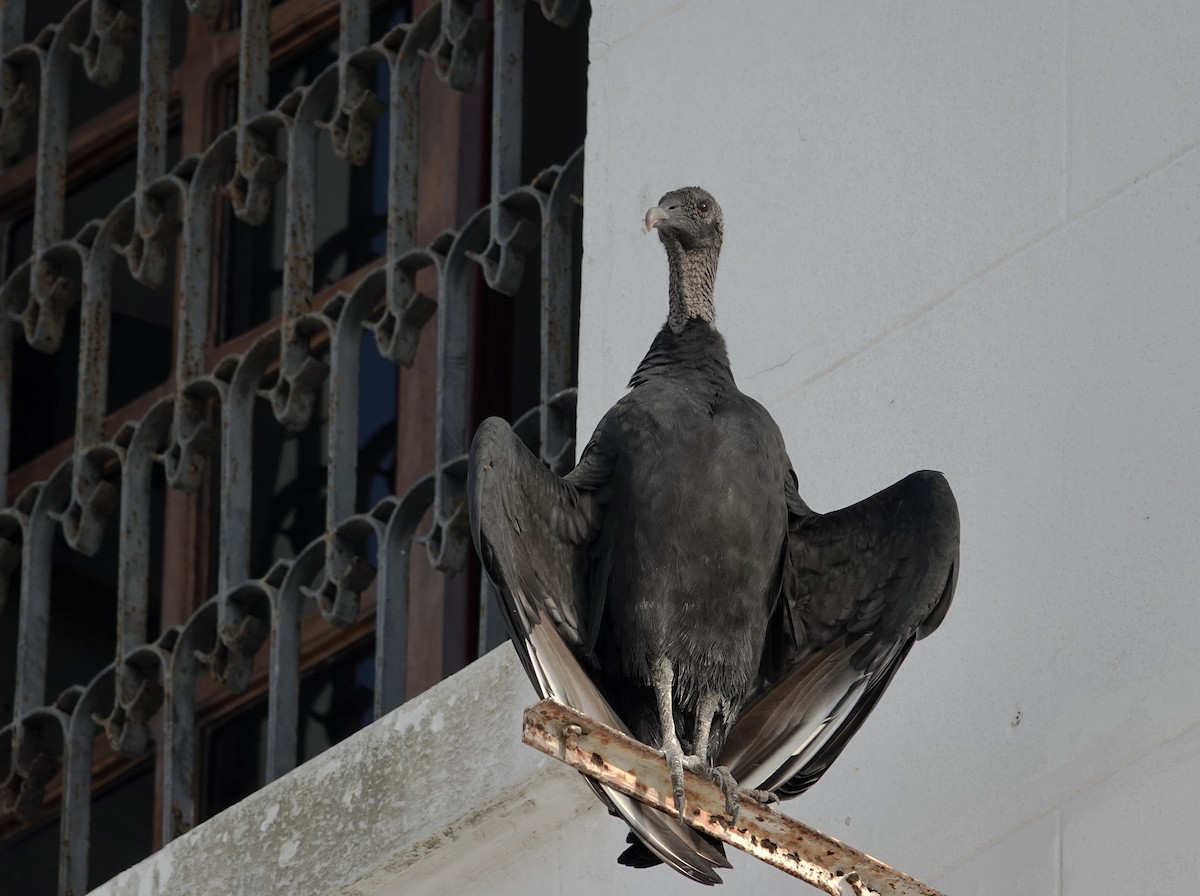 Black Vulture - ML639484592
