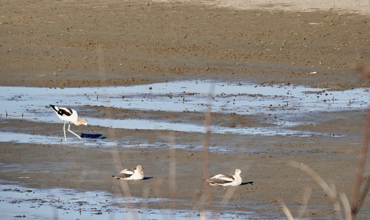 tenkozobec americký - ML639484624