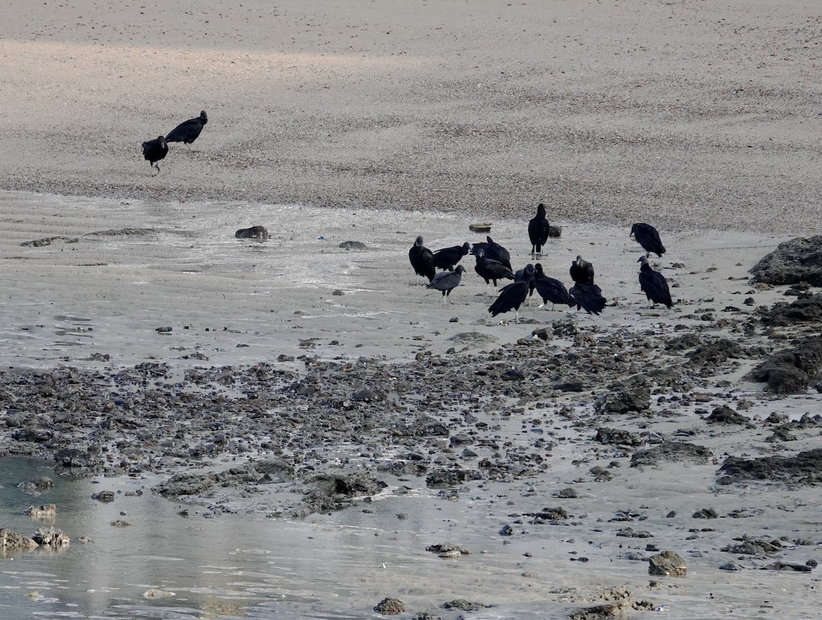 Black Vulture - ML639484634