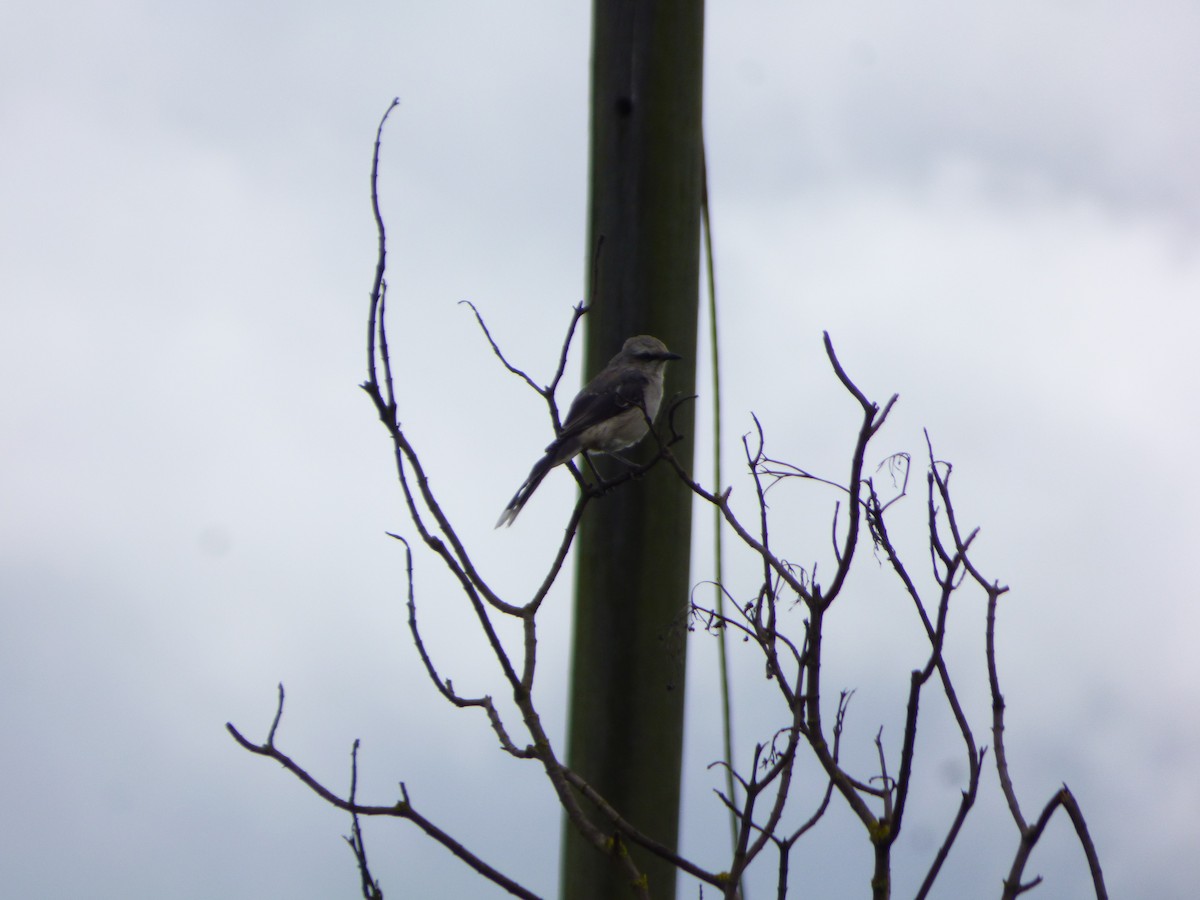 Tropical Mockingbird - ML639484686